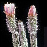 Echinocereus kroenleinii ex Wilcoxia ©JLcoll.1312.jpg